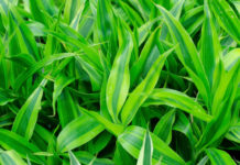 Dracena 703 0 029 Dracena_ok